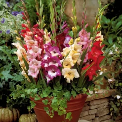 12 Glaïeuls nains en mélange - Des bouquets sans effort