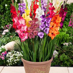12 Glaïeuls nains en mélange - Des bouquets sans effort