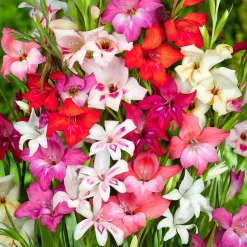 20 Glaïeuls nains en mélange - Des fleurs hautes sans tuteur