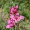 25 Glaïeuls nains roses - Un massif rose en un été