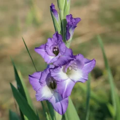 25 Glaïeuls Nori - Un violet qui claque tout l'été