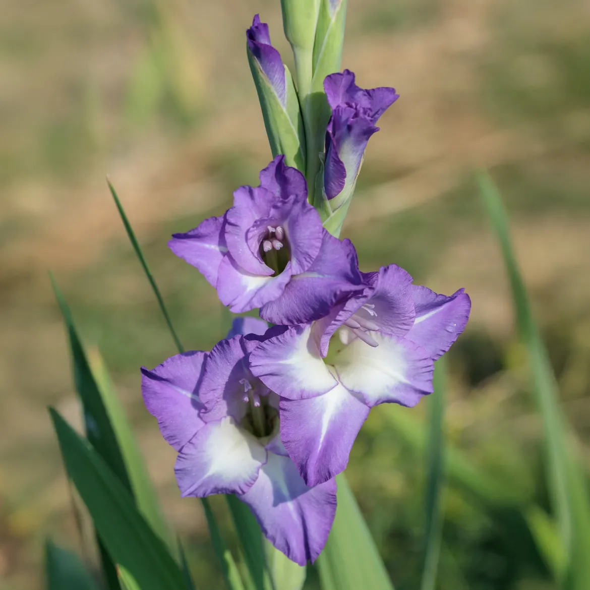 25 Glaïeuls Nori - Un violet qui claque tout l'été