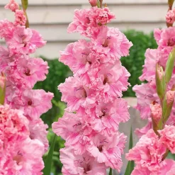 10 Glaïeuls Perroquet Katherina - Des hampes roses spectaculaires