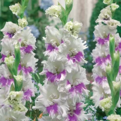 10 Glaïeuls Perroquet Kirov - Des bouquets géants tout l'été