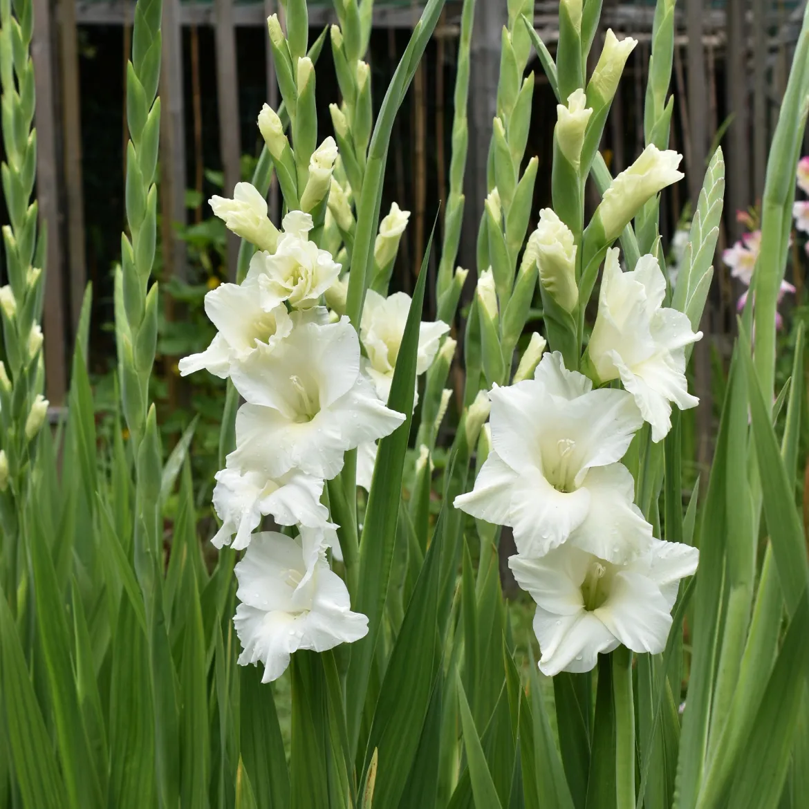 25 Glaïeuls White Prosperity - Un mur de fleurs blanches