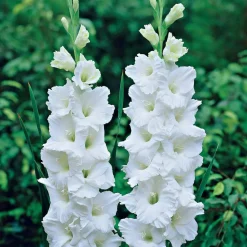 25 Glaïeuls White Prosperity - Un mur de fleurs blanches