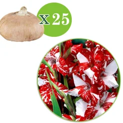 25 Glaïeuls Zizanie - Un rouge qui claque au jardin