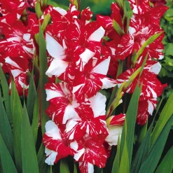 25 Glaïeuls Zizanie - Un rouge qui claque au jardin