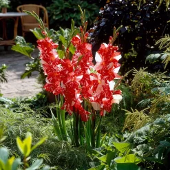 25 Glaïeuls Zizanie - Un rouge qui claque au jardin
