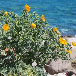 Glaucium flavum - Le jaune qui aime la mer