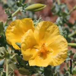Glaucium flavum - Le jaune qui aime la mer