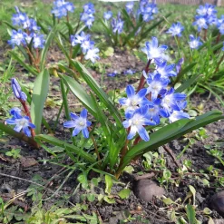10 Gloires des neiges bleue - Un tapis bleu dès mars