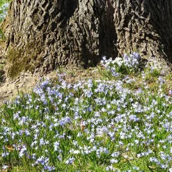 10 Gloires des neiges bleue - Un tapis bleu dès mars