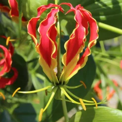 Gloriosa Carsonii - Lis de Malabar - La grimpante qui s'accroche seule