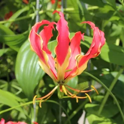 Gloriosa Carsonii - Lis de Malabar - La grimpante qui s'accroche seule