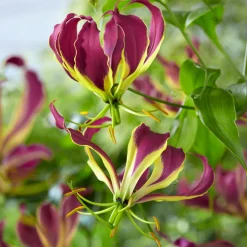 Gloriosa Carsonii - Lis de Malabar - La grimpante qui s'accroche seule