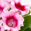 Gloxinia des fleuristes rose - Des fleurs velours au salon