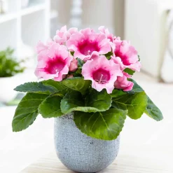Gloxinia des fleuristes rose - Des fleurs velours au salon