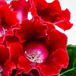 Gloxinia des fleuristes rouge - Fleurs velours rouge intense