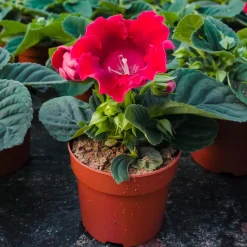 Gloxinia Etoile de feu - Des fleurs velours toute l'été