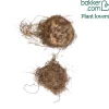 Gloxinia Mont Blanc - Fleurs velours, effet waouh