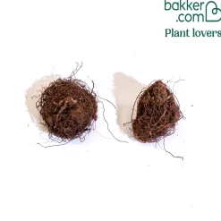 2 Gloxinias tachetés en mélange - La fleur velours qui épate
