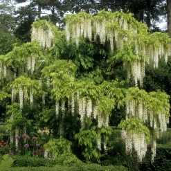 Glycine blanche sur tige - Cascade de fleurs immédiate