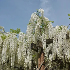 Glycine blanche sur tige - Cascade de fleurs immédiate