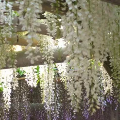 Glycine blanche sur tige - Cascade de fleurs immédiate