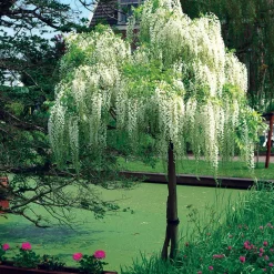 Glycine blanche sur tige - Cascade de fleurs immédiate