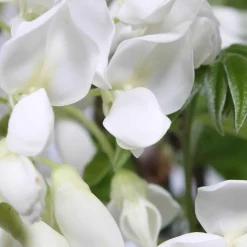 Glycine blanche - Une cascade blanche parfumée