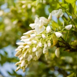 Glycine blanche - Une cascade blanche parfumée
