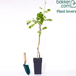 Glycine bleue sur tige - Un arbre fleuri prêt à planter