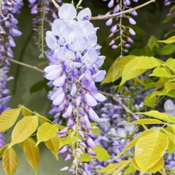 Glycine bleue sur tige - Un arbre fleuri prêt à planter