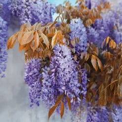Glycine Blue Line® Copper Leo - Un mur de fleurs bleues