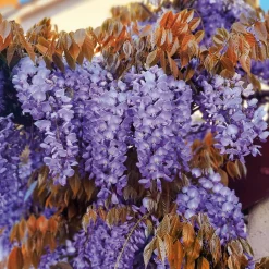 Glycine Blue Line® Copper Leo - Un mur de fleurs bleues