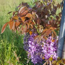 Glycine Blue Line® Copper Leo - Un mur de fleurs bleues