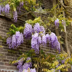 Glycine de Chine 'Prolific' - Une cascade de fleurs bleues