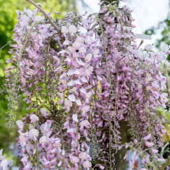 Glycine du Japon Honbeni - Une pergola fleurie de rose