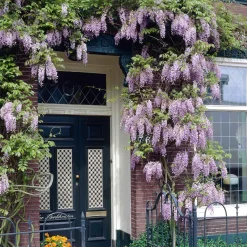 Glycine du Japon 'Naga Noda' - Cascade de fleurs parfumées