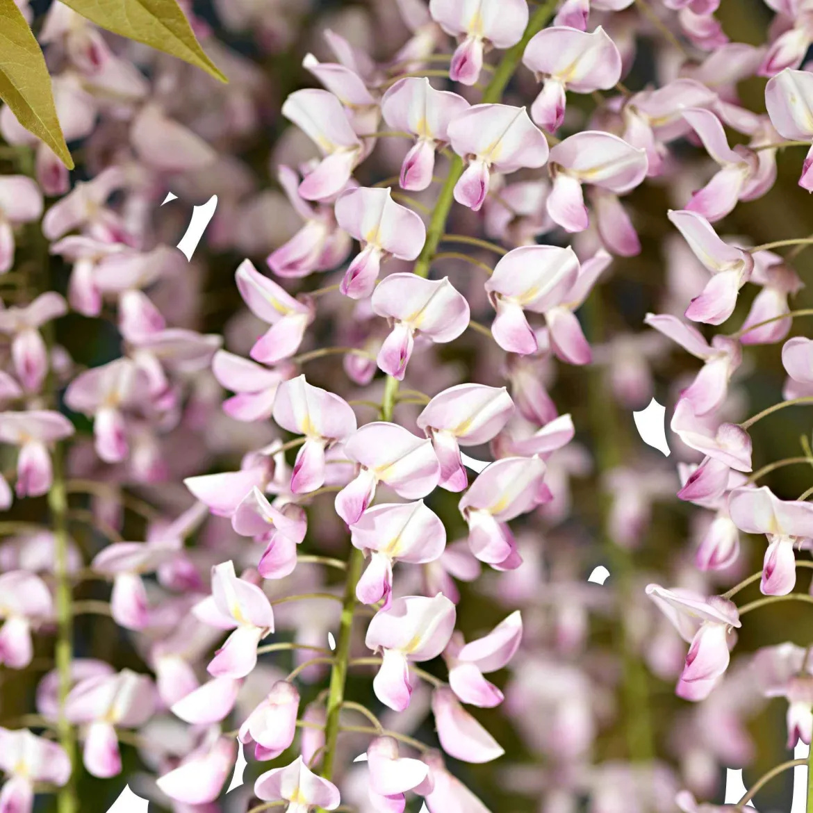 Glycine rose - Cascade rose parfumée