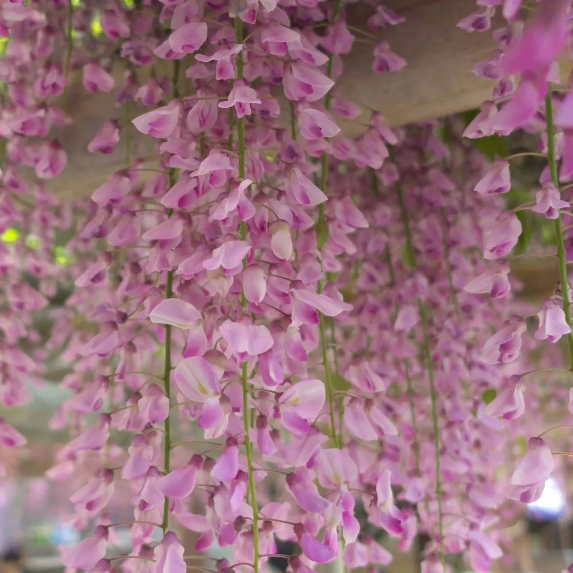 Glycine rose - Cascade rose parfumée
