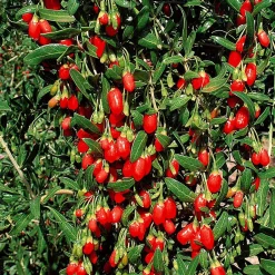 Goji - Vos baies antioxydantes maison