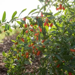 Goji - Vos baies antioxydantes maison