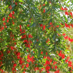 Goji - Vos baies antioxydantes maison