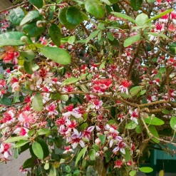 Goyavier du Brésil - Feijoa - Fruits exotiques au jardin