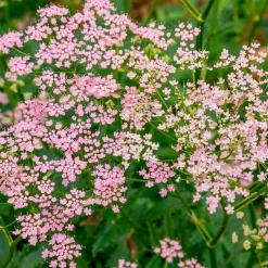 Grand boucage à fleurs roses - Nuage rose au jardin
