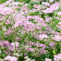Grand boucage à fleurs roses - Nuage rose au jardin