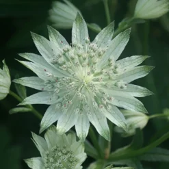 Grande astrance blanche - Le charme discret des sous-bois