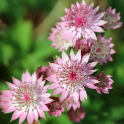Grande astrance - Charme sauvage au jardin